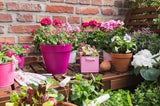 Kein grüner Daumen nötig: Pflegeleichte Pflanzen für Garten und Balkon