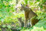 Luchs