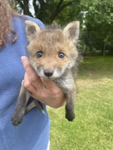 Fünf Fuchsbabys in Niederösterreich gerettet
