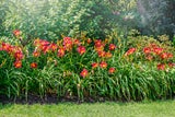 Kein grüner Daumen nötig: Pflegeleichte Pflanzen für Garten und Balkon