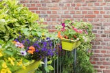 Im Spätsommer: So halten Ihre Balkonpflanzen ewig