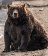 "Fat Bear Week":  Wahl zum fettesten Bären der Welt startet in Alaska