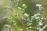 Pollen-Alarm 2025: Deshalb ist die Allergie jetzt so schlimm wie nie