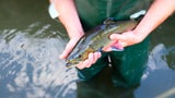 Wassermangel in Südsteiermark bedroht Fischbestand