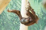 Das junges Orang-Utan-Männchen  soll für Nachwuchs sorgen.
