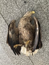 Seeadler
