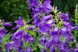 Rittersporn, Hortensie & Glockenblumen sorgen für blaue Magie im Garten