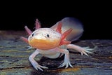 Axolotl – der kleine Salamander aus Mexiko, der verlorene Gliedmaßen problemlos nachwachsen lässt.&nbsp;