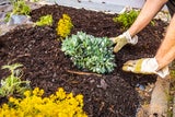 Kälte-Alarm im Frühling: So retten Sie jetzt Ihren Garten!