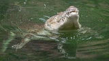 Krokodil
