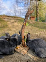 Zoo Linz