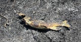 Fisch fällt vom Himmel, löst riesigen Brand aus