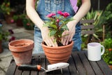Günstig gärtnern: Mit diesen genialen Tricks sparen Sie Geld im Garten
