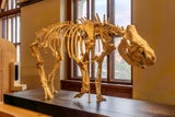 Stephanorhinus hundsheimensis, 700.000 Jahre alt. Das Hundsheimer Nashorn lebte vor 700.000 während einer Warmzeit in Europa.