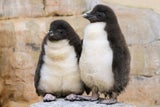 Felsenpinguine Schönbrunn