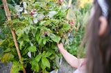 Im Spätsommer: Diese Obst- und Gemüsesorten können Sie jetzt ernten