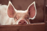 SchweinBilly