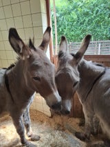 "Asterix und Obelix" haben bei Tierschutz Austria ein neues Zuhause in Vösendorf gefunden.
