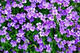 Im Juli: Die besten Sommerblumen für Ihren Garten