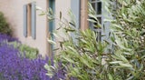 DIESE Pflanzen gehören in einen schönen Garten