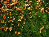 Herbstlaub auf dem Rasen: Soll man es liegen lassen oder entfernen?