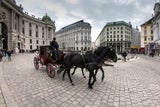 Fiaker - Unsere Tiere - Tierschutz-CH - Wien - Story-Header