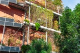 Achtung: Diese Pflanzen haben auf Ihrem Balkon nichts verloren