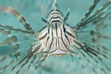 Schock! Giftige Killerfische erobern Mittelmeer