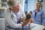 Hund Arzt Klinik Untersuchung