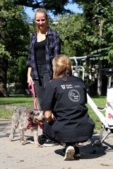 Wiener Hunde Team