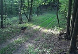 Der Wolf hat seinen Weg in die umsichtig strukturierten Lebensräume des Rosalia- und Leithagebirges bei Eisenstadt gefunden.