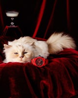 HUBLOT holt sich die berühmteste Katze der Welt als neues Testimonial