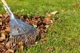 Herbstlaub auf dem Rasen: Soll man es liegen lassen oder entfernen?