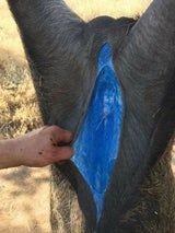 Wildschweine mit neonblauem Fleisch in Kalifornien aufgetaucht - Behörden schlagen Alarm