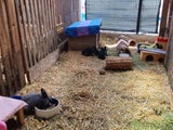 Urlaubszeit bringt Tierheime an ihre Grenzen