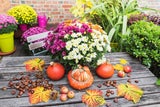 Mit diesen einfachen Tricks machen Sie Balkon und Terrasse herbstfit