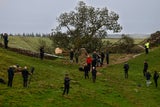 robin hood baum