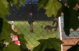 Ein scharfgemachter Hund verbeißt sich in einen Menschen.