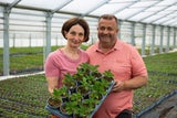 Priska und Erich Stekovics kultivieren im Burgenland zahlreiche Paradeiser-, Chili- und Paprikasorten für mehr Vielfalt im SPAR-Sortiment.
