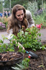 Prinzessin Kate pflanzt Rosen