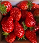 Auf rund 70 Hektar werden im Burgenland Erdbeeren angebaut.  