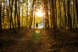 Traum-Routen: Die schönsten Herbstwanderwege in und rund um Wien