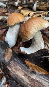 Steinpilz.