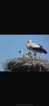 Storche