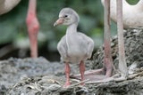 Flamingo-Küken