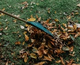 Weiß niemand: Was Sie im Herbst unbedingt mit Ihrem Rasen machen sollten
