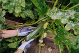 Gartenarbeiten im August