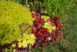 Trendfarbe im Herbst: So kombinieren Sie Mocha Mousse im Garten richtig