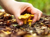 Schwammerl Pilz