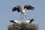 Storch Störche